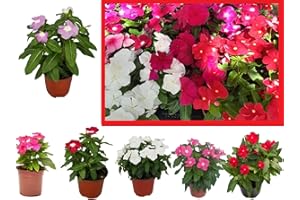 VIPARPLANT Vinca o Laurel de flor - Pack 6 Plantas -Vincapervinca de Madagascar -Vinca del Cabo -Planta Ornamental- Planta Natural - Flores de Jardin 12cm ø - Vipar Garden 18