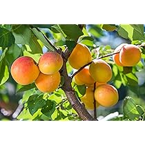 Pfirsichbaum Wunder Von Perm - Frosthart Ca. 110-140cm 10L Topfballen