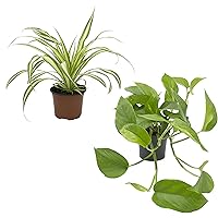 Dominik Blumen und Pflanzen, Rankpflanzen-Set, grünlilie und Efeutute