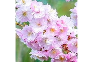 GARDENERSDREAM Prunus x subhirtella 'Autumnalis Rosea' | Winter Flowering Cherry Tree | 5-6ft