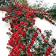 TOYHEART Semi di Fiori Premium da 100 Pezzi, Rosa Semi, Semi di Rosa Rampicante Colture A Crescita Rapida dai Colori Vivaci P