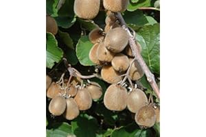 CLEMATITE.NET Kiwi Solissimo 'Renact' (Autofertile) C 3 Litres