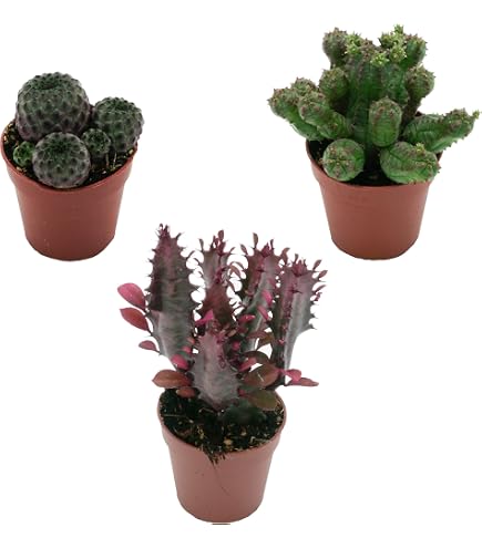 goldfruchtpalme kaufen Goldfruchtpalme online bestellen main image 0