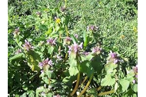 JUST SEED JustSeed - Wild Flower - Red Deadnettle - Lamium purpureum - 100 Seed