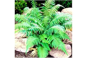 GrowOn Shrubs Black Shield Fern Dryopteris Atrata | Evergreen Plant | Outdoor Garden Ready Plant