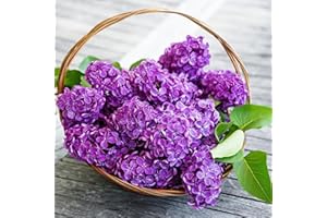 lamphle Graines de Lilas, 25pcs / Sac Graines de Lilas Fleur Pourpre à Haut rendement Facile à cultiver Semis de Lilas naturels Arbre fruitier Légumes Graines d'herbe Graines de Syringa vulgaris