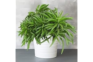 GARDENERSDREAM 1 Peperomia Happy Bean | Plante en pot semi-succulente à feuilles persistantes | 15-25 cm