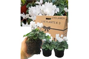 VERDANT LIVING Cyclamen Plants Outdoor Garden Ready - 3 White Colour Outdoor Flowers. Autumn & Winter Planting. Large 10.5cm Potted Size. Well Rooted & Established, Add Colour to Containers, Baskets, Patios & Beds