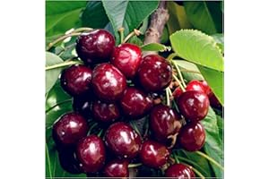 'Van' Cherry Tree 4-5ft Large, Dark Red, Sweet & Juicy Cherries 3fatpigs®