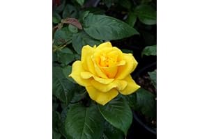 GIFTAPLANT Rose Golden Wedding Potted 50th Wedding Anniversary Rose Gift