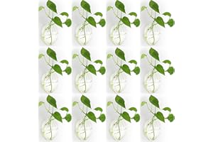 NUPTIO 12 Stück Wandbehang Glas Pflanzgefäße Blumentopf - Wasser Pflanzen Vasen Luft Blumenvase Pflanzenterrarien Pflanzenbehälter