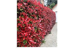 BALDUR Garten immergrün Photinia-Hecke 'Red Robin', 10 Pflanze Glanzmispel winterhart, blühend, Photinia fraseri 'Red Robin', Photinia fraseri, schnellwachsend