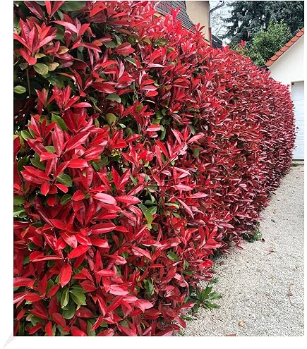 Glanzmispel Photinia fraseri 'Carr Rouge' 40-60 cm  Besonders Roter  Austrieb, Winterhart & Immergrn  Perfekt fr Hecken & Garten : Amazon.de:  Garten
