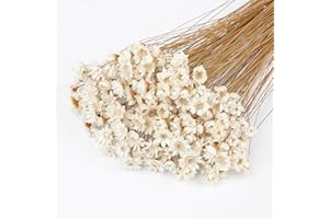 SONGJUM 320 steli di fiori secchi brasiliani, piccola stella, margherita, fiori secchi, mini bouquet di camomilla, per fai da te, decorazione per la casa, regalo (bianco)