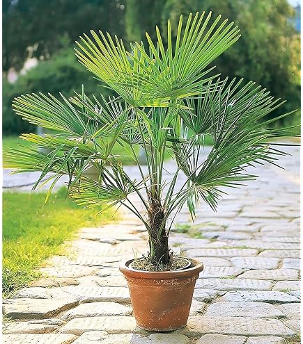 schefflera pueckleri variegata Schefflera arboricola variegata 10