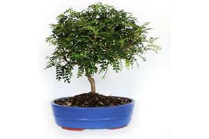 KENTIS - Bonsai Zanthoxylum Piperitum - Bonsai Sichuanpeppar - Pepparväxt - Riktiga Inomhus- Och Utomhusväxter - H 30-40 cm Kruk Ø 26 cm
