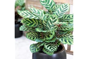 GARDENERSDREAM Calathea Makoyana Premium Indoor Lush Peacock Houseplant Gift 30-40cm with Pot