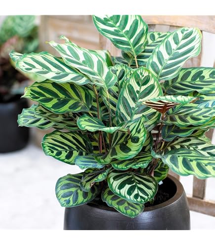 monstera groß bestellen Fensterblatt (Monstera) XXL-Größe kaufen