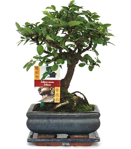 Gift Set Bonsai Ligustro (Ligustrum Sinensis) - 8 Anni - Set Principianti Con Vaso 18x12cm, Altezza 25-30cm, Forbici E Fertilizzante