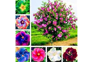 Benoon Semi Di Ibisco, 300 Pezzi/Borsa Semi Di Ibisco Splendida Forma Gigante Che Mescola I Semi Di Fiori Rustici Per Balcone Semi di ibisco #