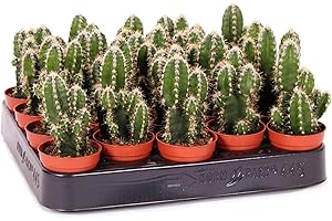 TODOCACTUS Mini Cactus Cereus Peruvianus Florida Planta Natural en Maceta de 5cm