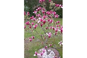 PFLANZEN BÖRING MAGNOLIE SUSAN Rote Tulpen-Magnolie, Höhe: 130-140 cm, Magnolia Susan + Dünger