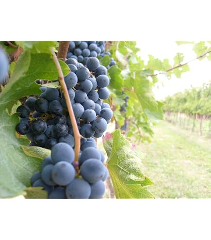 10 Barbatelle Innestate Di Uva Fragola Nera – Varietà Da Tavola Resistente – Radice Nuda