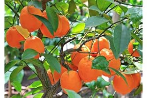 GROW YOUR SECRET GARDEN Tangerine Mandarin Citrus Fruit Tree Seeds