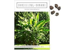 HAPPYSEED Darjeeling Bananen Samen (Musa sikkimensis) - Winterharte Banane mit wunderschönen Blättern Indoor und Outdoor geeignet
