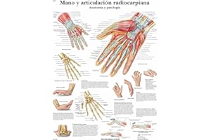3B Scientific VR3171L Póster anatómico, Mano y Articulación Radiocarpiana, Anatomía y Patología