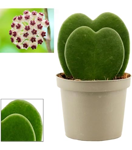 POWERS TO FLOWERS - ALOCASIA STINGRAY, ORECCHIE D'ELEFANTE, IN VASO CERAMICA BIANCO SFERICO, VASO 14CM, pianta vera