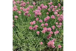 Perfect Plants - Chives Plant in a 13cm Pot Garden Ready Herb Plant