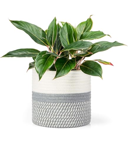Dahey Cesto Portapiante In Corda Di Cotone, 19x20 Cm, Bianco E Beige, Per Vasi Fino A 7 Cm