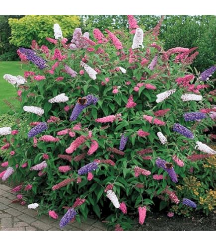 Stechpalme Kugelstamm - Immergrüner Lutscherbaum Für Garten & Terrasse