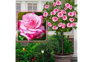 EUROPA GREEN Rosa de Pie alto - 120 cm de altura, ideal para balcón, terraza, jardín pequeño, apto para macetas y campo abierto (Laminuette)