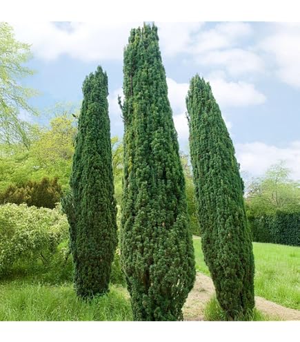 Taxus baccata Gracilis Pendula - Trauereibe - 60-80 : Amazon.de: Garten