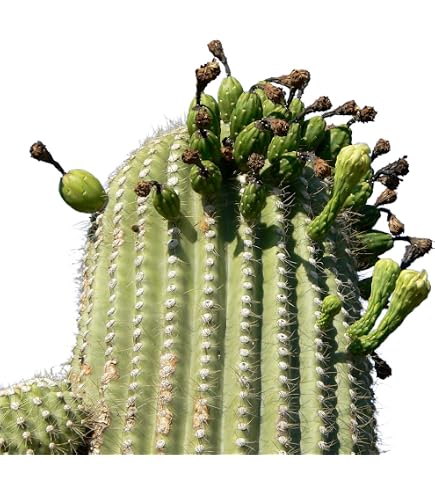 Portal Cool 20: San Pedro Kaktus Samen (Pachanoi Trichocereus Cacti) Syn.  Echnopsis Pachanoi: Amazon.de: Garten