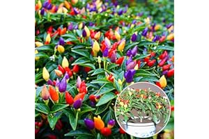 BENOON 50 pezzi di peperoncino multicolore sani semi di peperoncino pianta fiore casa giardino ornamento multicolore per donne, uomini, bambini, principianti, giardinieri regalo
