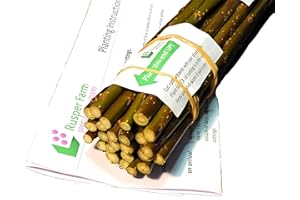 RUSPER FARM Living Willow Cuttings, Standard Quality, Garden Hedge Setts Screening Biomass, Very Fast Growing, Easy No-Dig Planting (50, 15inch / 38cm)
