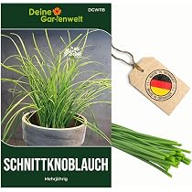 linsen saatgut Bio-Linsen Sprossen kaufen