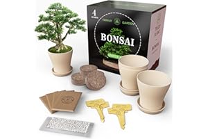 CROLY CL BRAND CROLY - Kit Bonsai Principiantes Completo - Árbol bonsái Fácil de Cuidar con Herramientas de Bonsái Principiantes y Guía Cuidado Bonsái - Set de Principiantes Paso a Paso Indoor