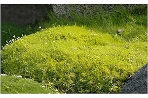 1 x Sagina subulata 'Aurea' (perennial/perennial/groundcover/evergreen/easy care) gold star moss - delicate upholstery in bright yellow green - lawn substitute Stauden Gänge