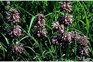 SVI Lemon Mint - Mélisse (Monarda citriodora) - 200 graines