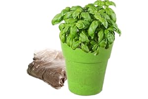PLANÈTE PLANTE - 6 Pots biodégradables en Bambou et Graines À Planter - 170036-6 Variétés De Plantes - Kit De Jardinage - 8,5 cm - À Partir de 4 Ans