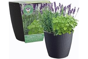 BEE FRIENDS WITH NATURE Bee Friends Scented Herbs Growing Gift Set - Mint, Lavender & Rosemary - Beginner & Child Friendly Flower Set - Gardening Gift for Women and Men - Grow Your Own Herbs Set