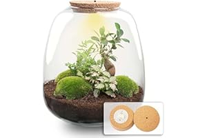 urbanjngl. com - Bottle Garden - Emma Bonsai - DIY Kit - ↑ 25 cm - Bonsai Pink/Yes - Do-It-Yourself Package - DIY Set - Plant in Glass - Complete Set Terrarium - Plant Terrarium