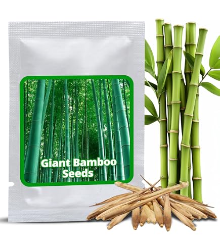 Seedeo Moso Bambus (Riesenbambus) Phyllostachys edulis ca. 80-100 Samen :  Amazon.de: Garten