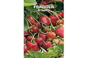 FLORIANA-BULBOSE FRAGOLA di bosco - SEMI