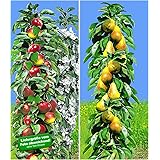 BALDUR Garten Säulen-Obst Kollektion Birnen & Apfel 2 Pflanzen Birnbaum + Apfelbaum Säulenobst