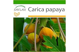 SAFLAX - Papaya - 30 semillas - Con sustrato estéril para cultivo - Carica papaya